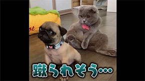 絶妙な表情をしてる画像を貼るトピ