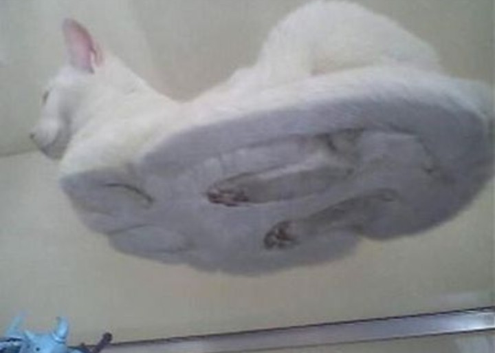 絶妙な表情をしてる画像を貼るトピ