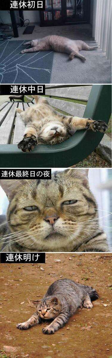 絶妙な表情をしてる画像を貼るトピ