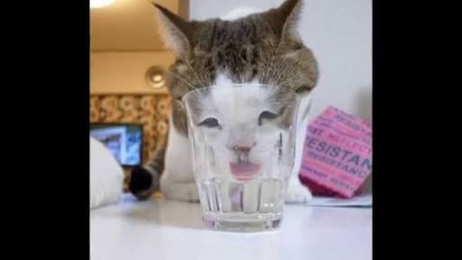 絶妙な表情をしてる画像を貼るトピ