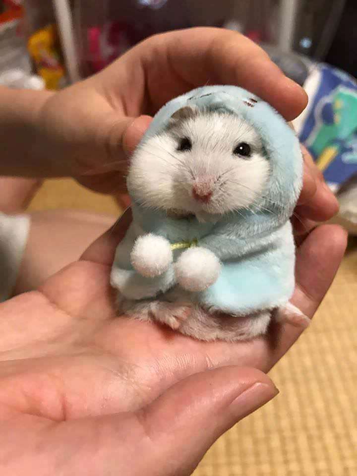 可愛い可愛いあなたのペット見せてください！！