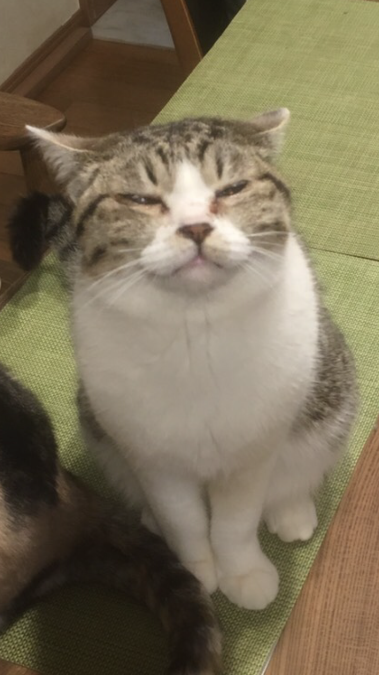 可愛い可愛いあなたのペット見せてください！！