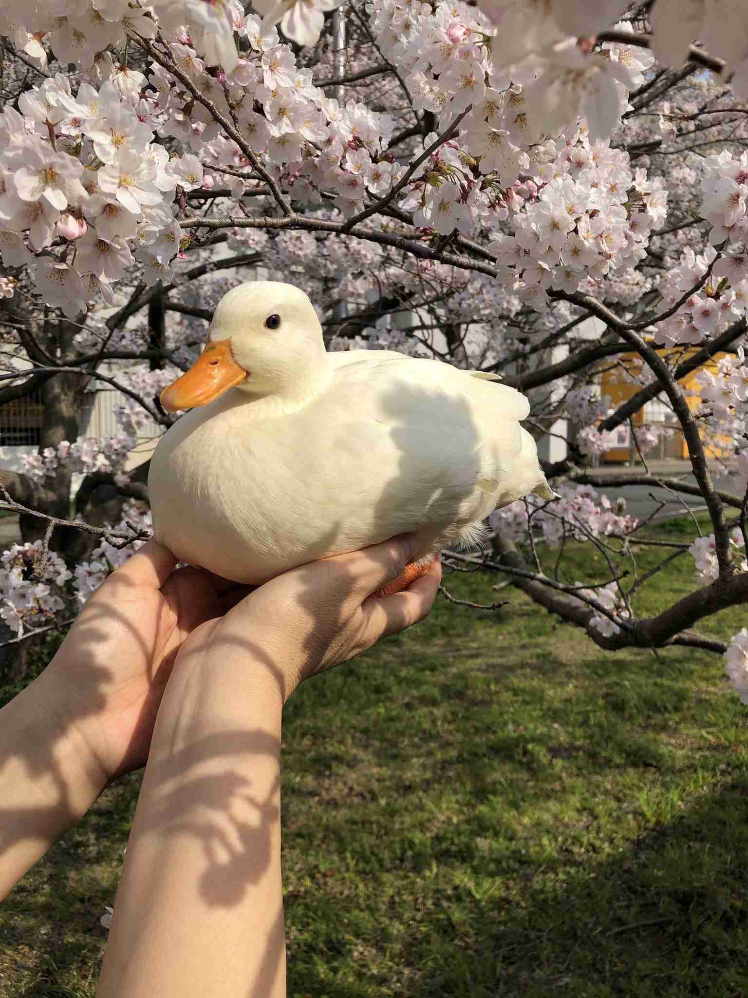 可愛い可愛いあなたのペット見せてください！！