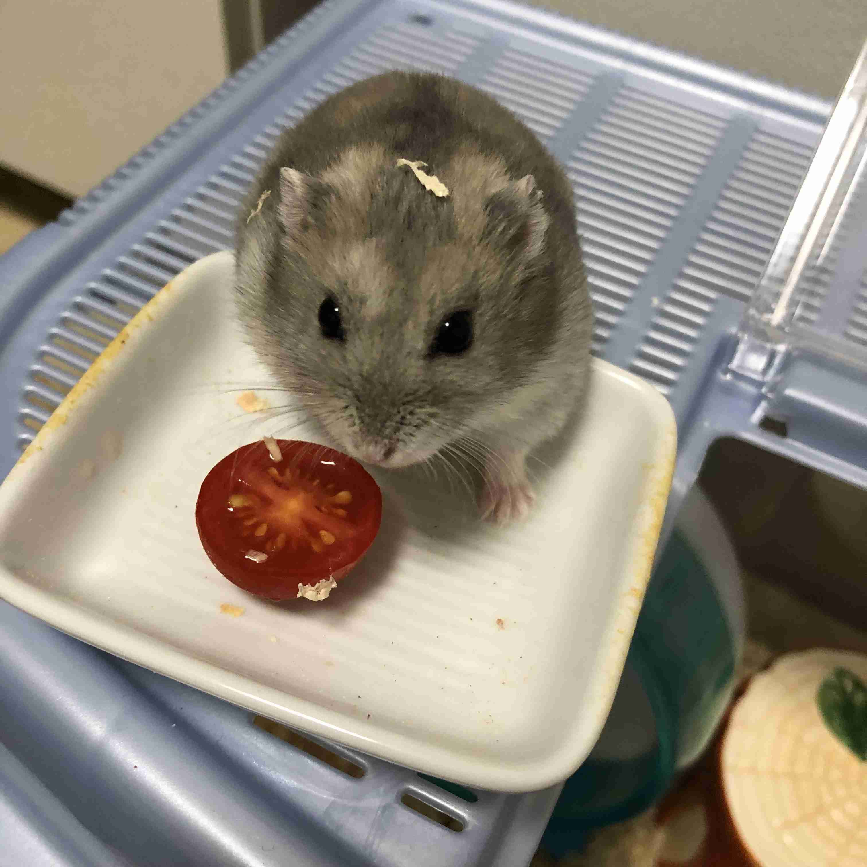 可愛い可愛いあなたのペット見せてください！！