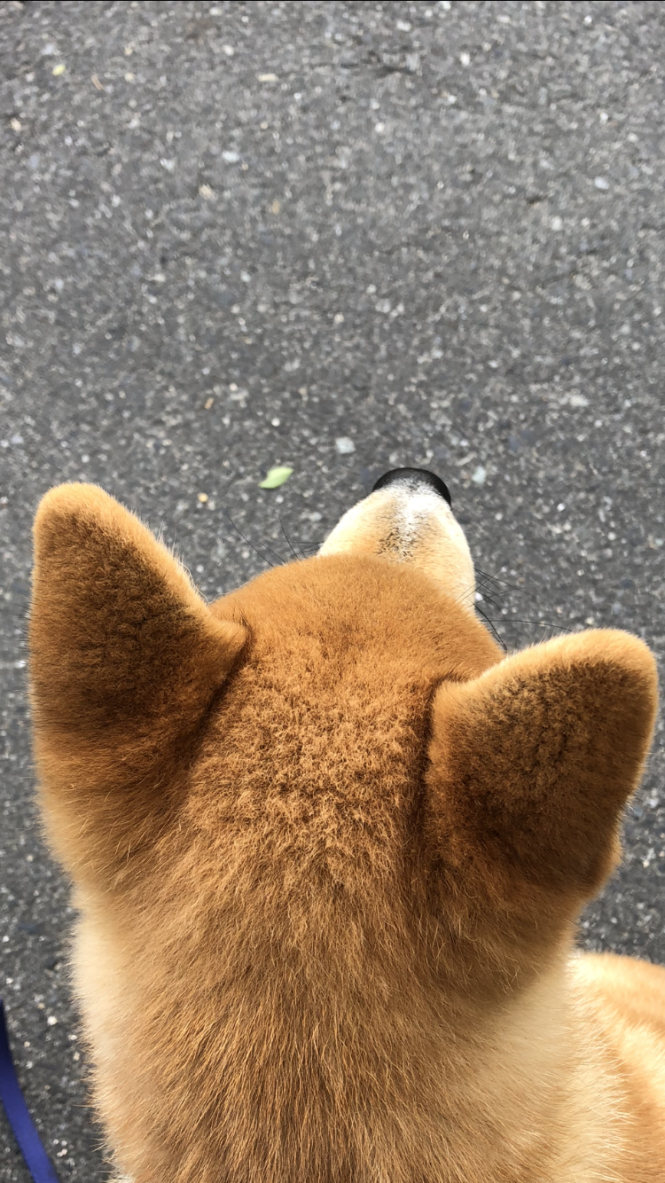 可愛い可愛いあなたのペット見せてください！！