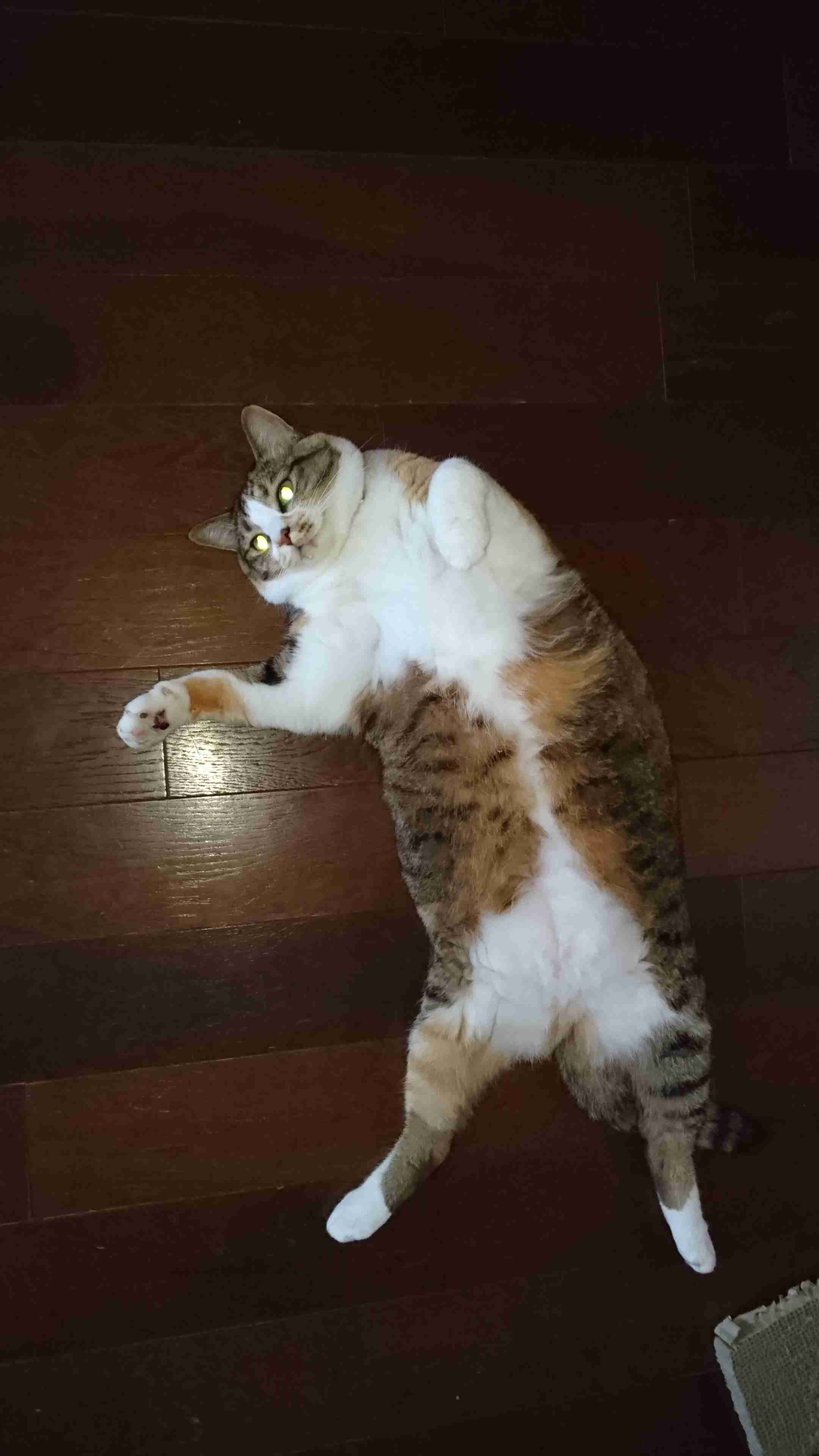 可愛い可愛いあなたのペット見せてください！！