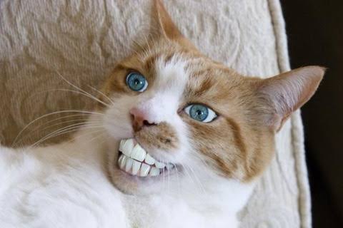 可愛い可愛いあなたのペット見せてください！！