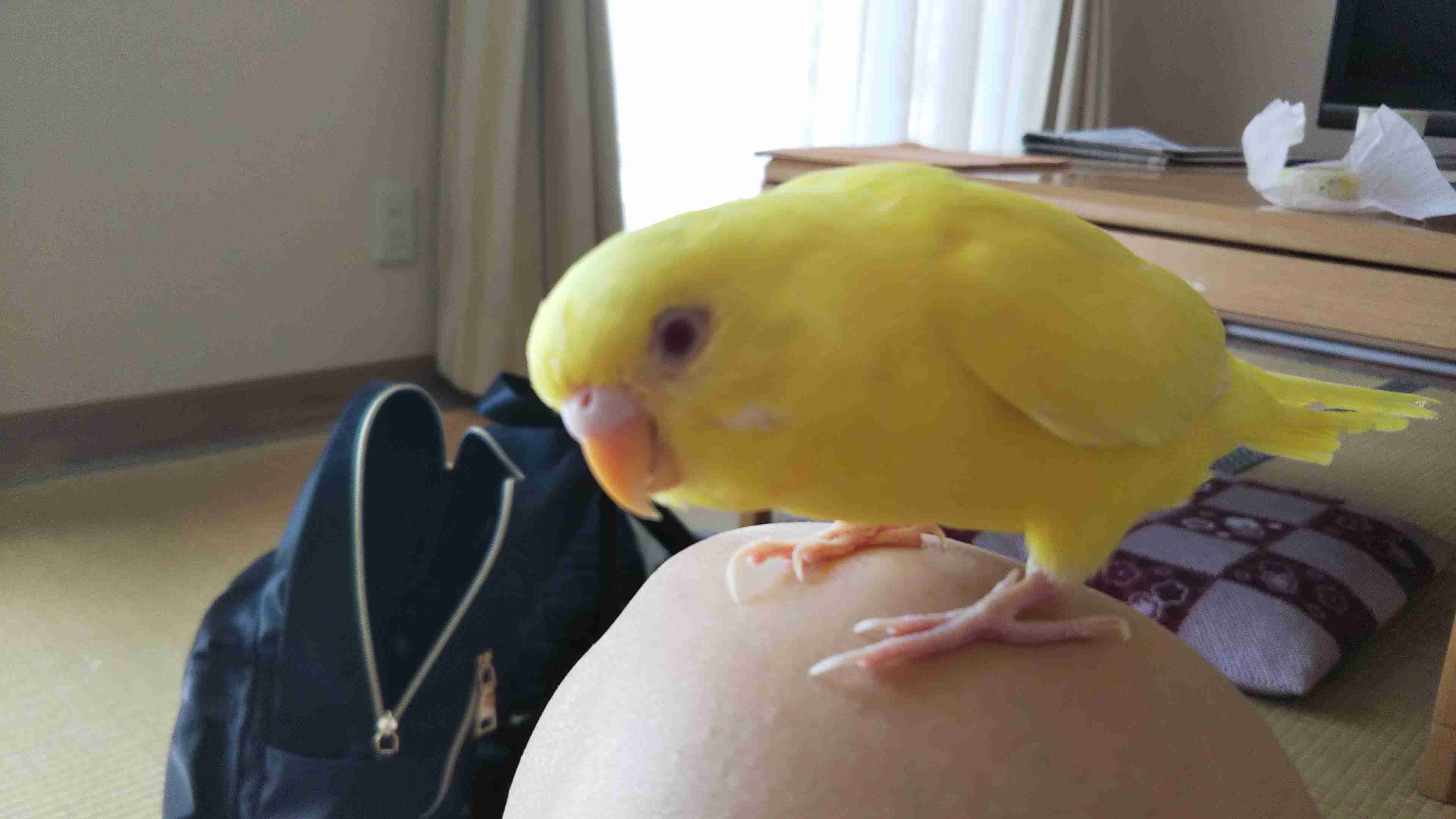 可愛い可愛いあなたのペット見せてください！！