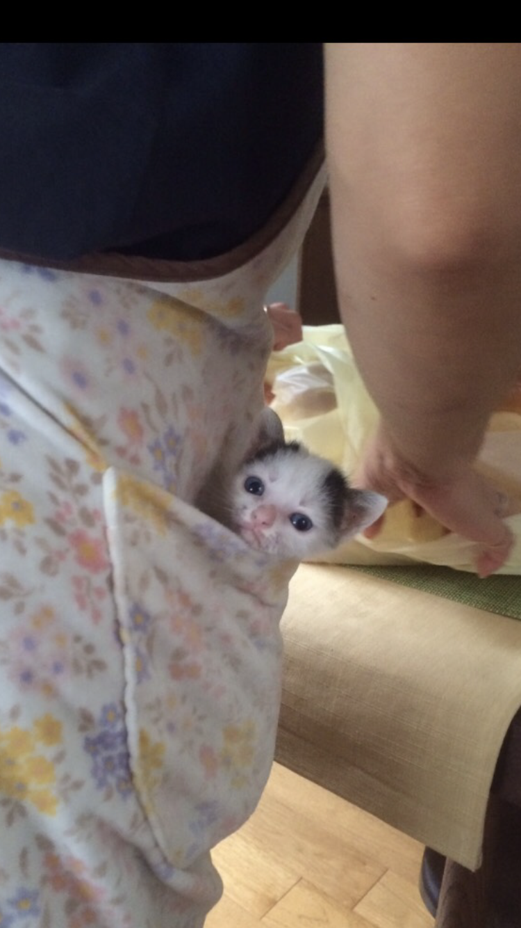 可愛い可愛いあなたのペット見せてください！！