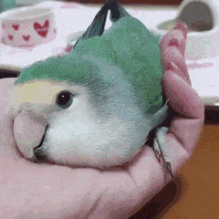可愛い可愛いあなたのペット見せてください！！