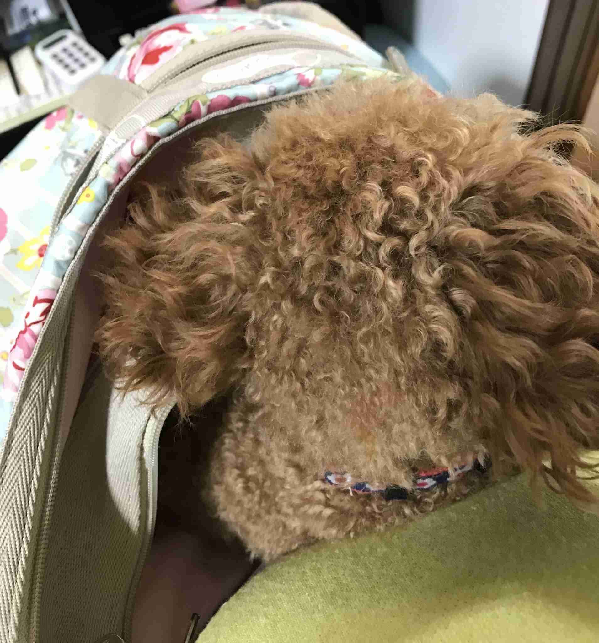 可愛い可愛いあなたのペット見せてください！！