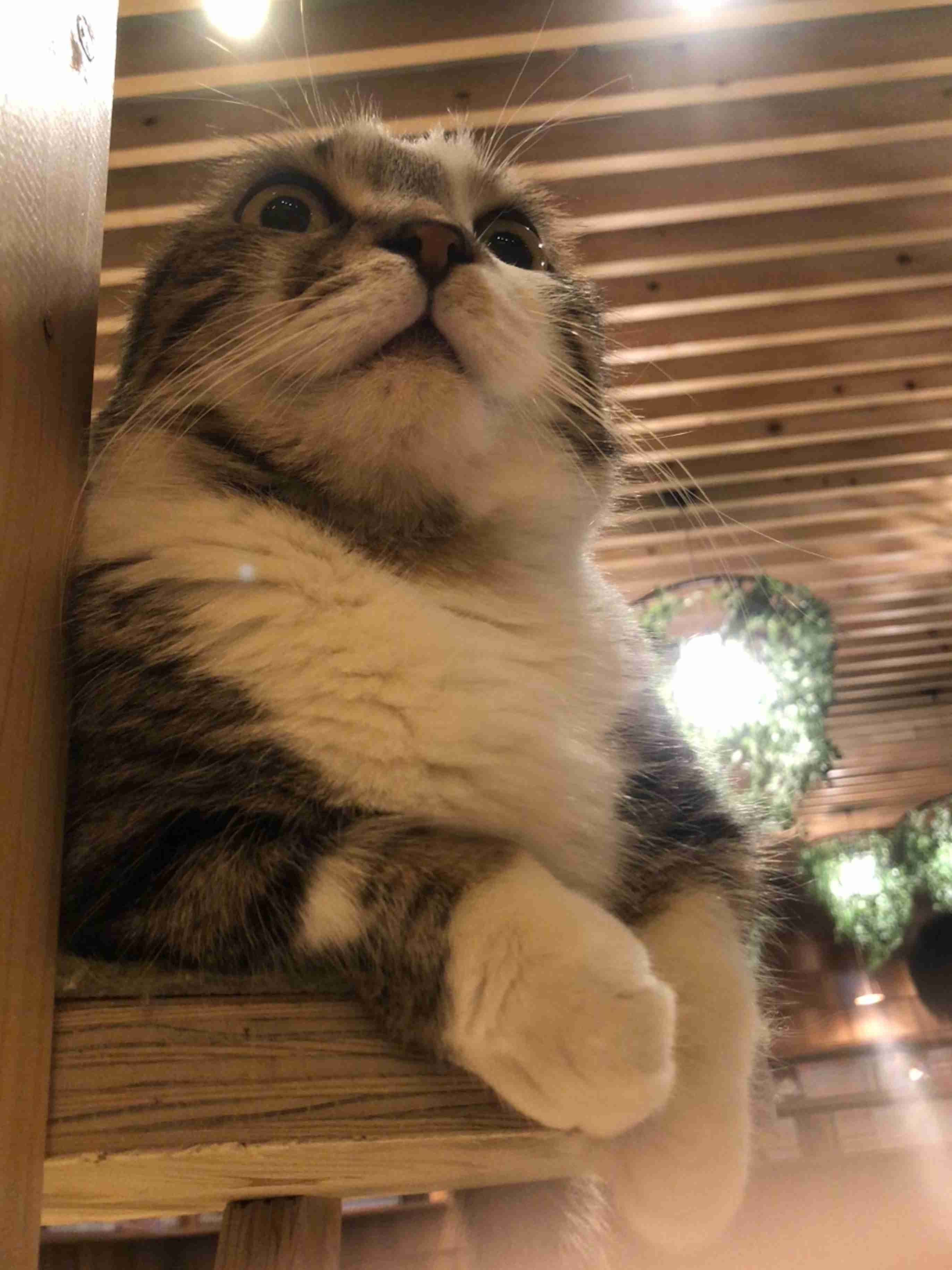 可愛い可愛いあなたのペット見せてください！！