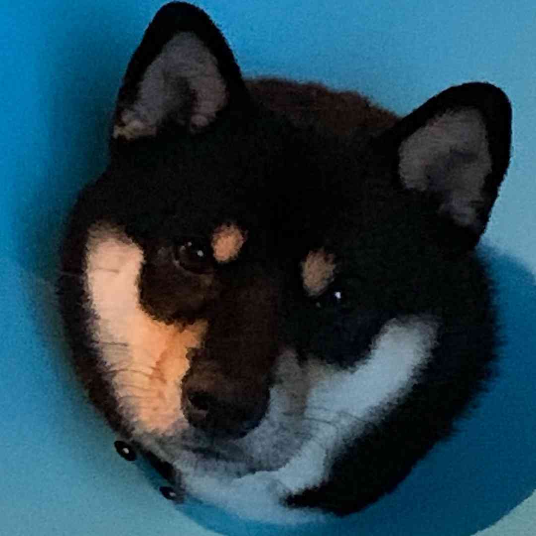 可愛い可愛いあなたのペット見せてください！！