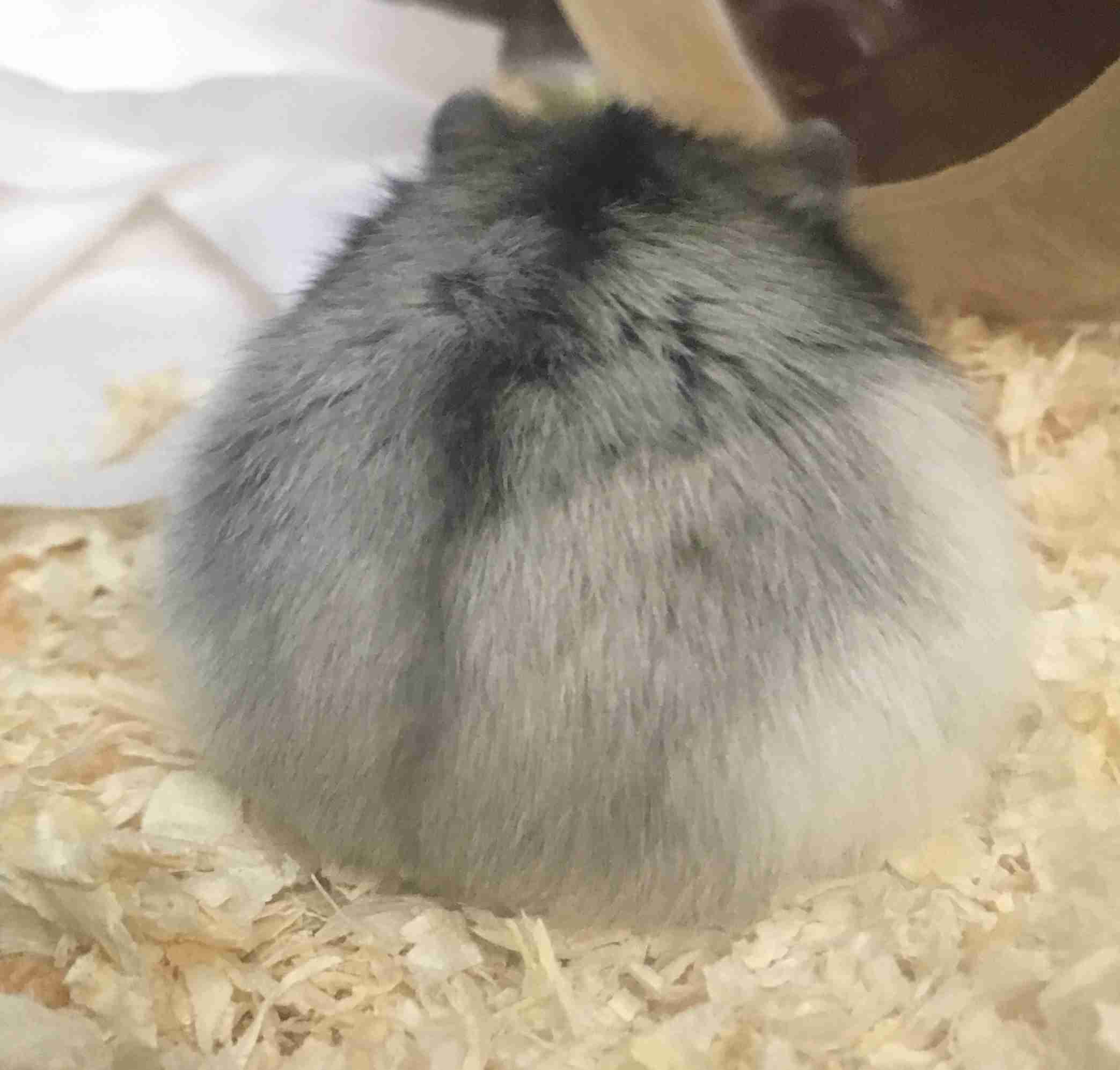 可愛い可愛いあなたのペット見せてください！！