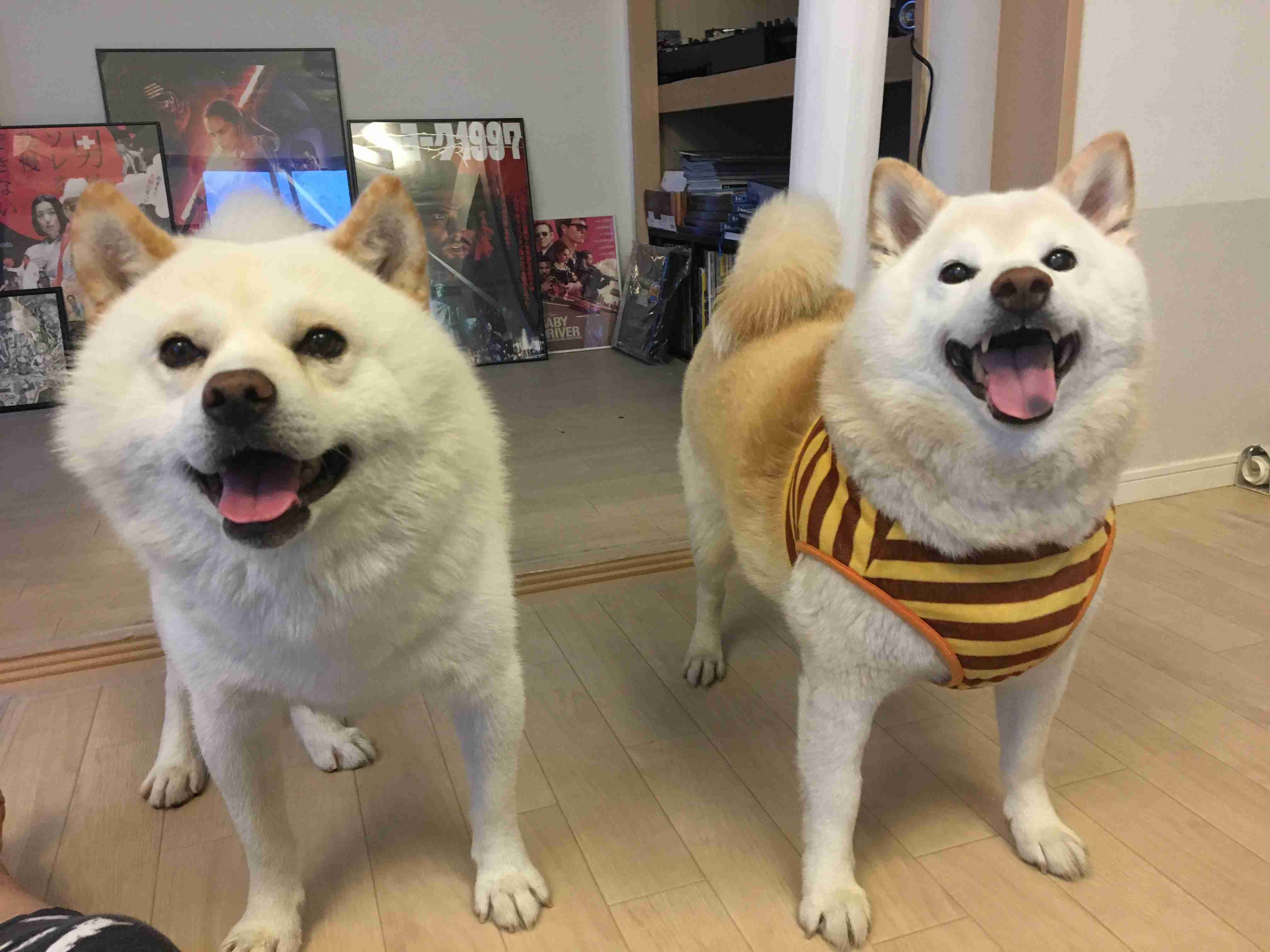 可愛い可愛いあなたのペット見せてください！！