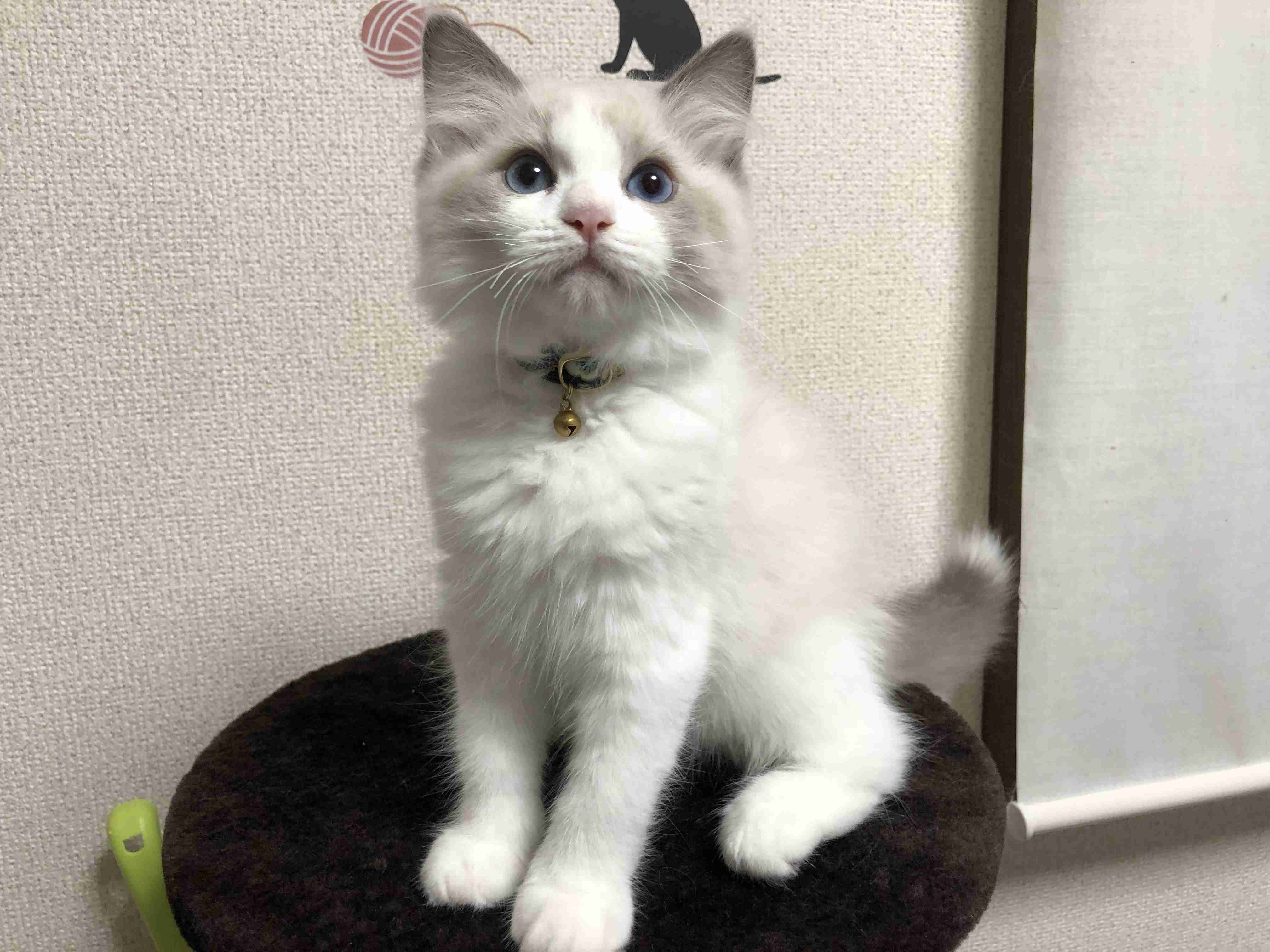 可愛い可愛いあなたのペット見せてください！！