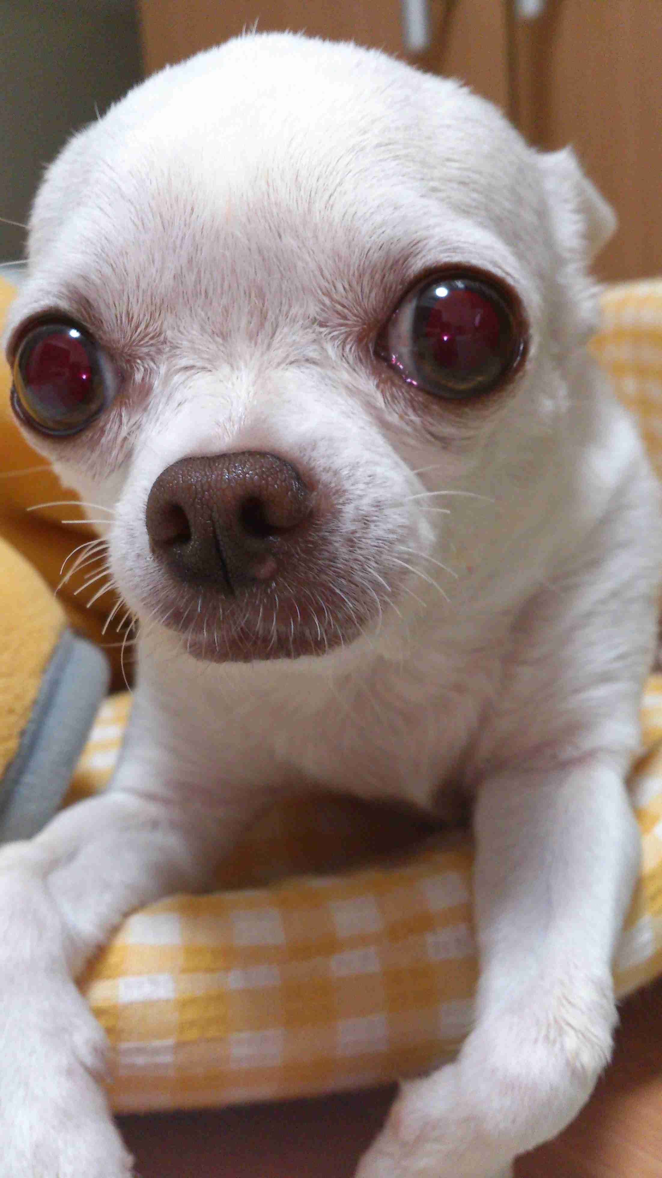 可愛い可愛いあなたのペット見せてください！！