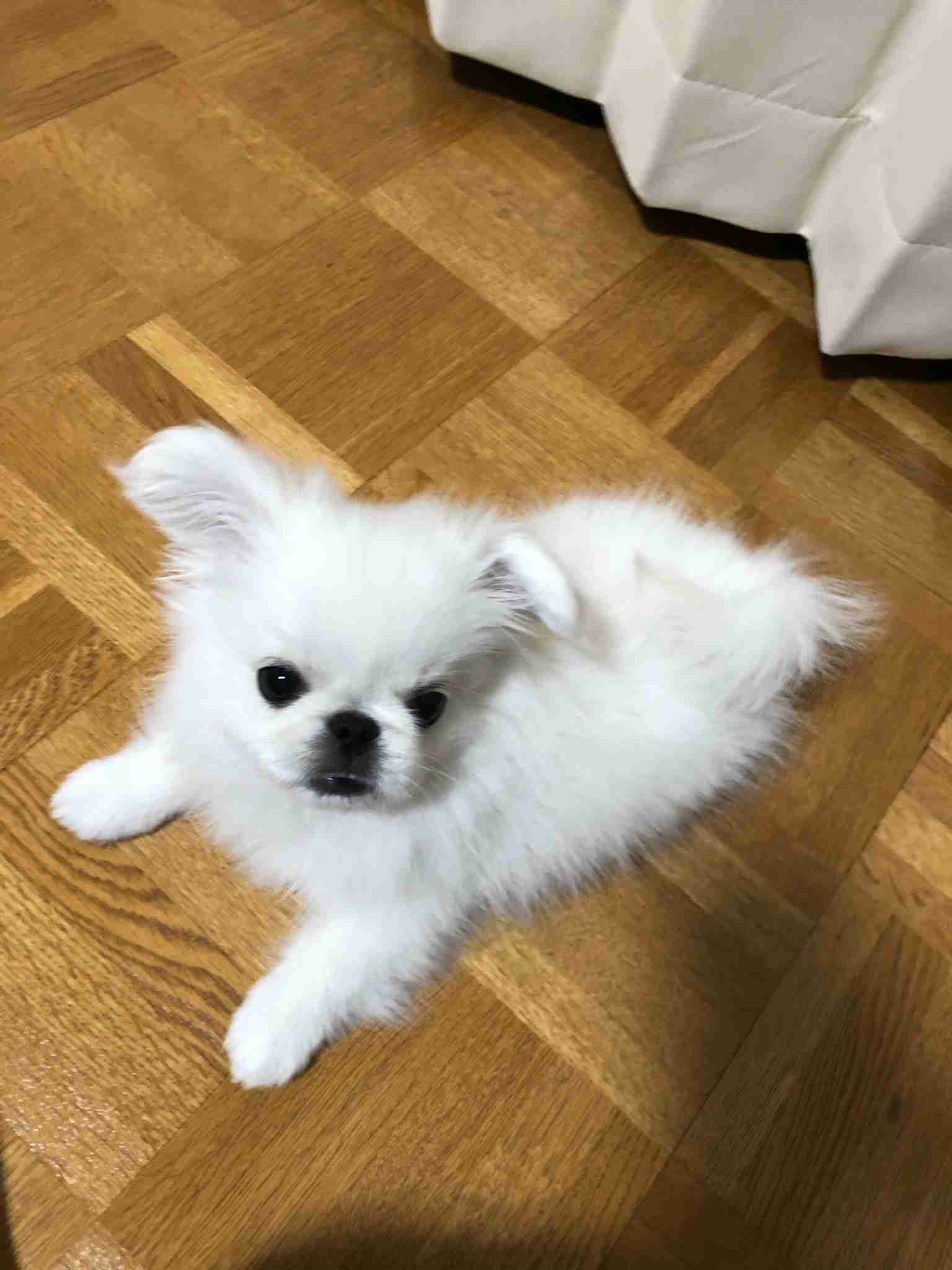 可愛い可愛いあなたのペット見せてください！！