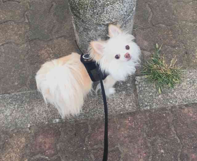 可愛い可愛いあなたのペット見せてください！！