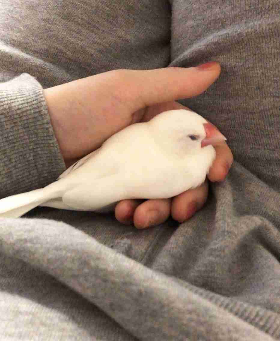 可愛い可愛いあなたのペット見せてください！！