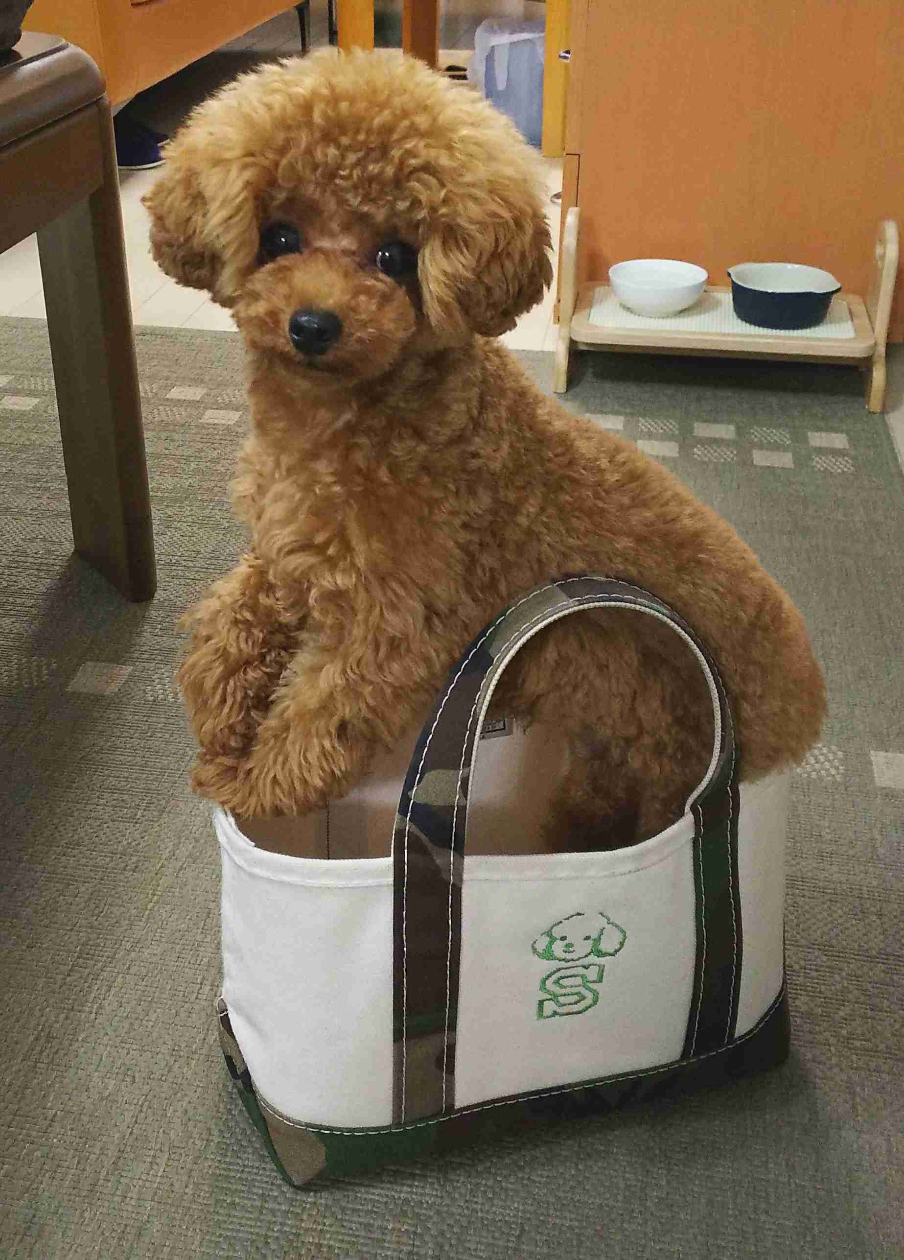 可愛い可愛いあなたのペット見せてください！！
