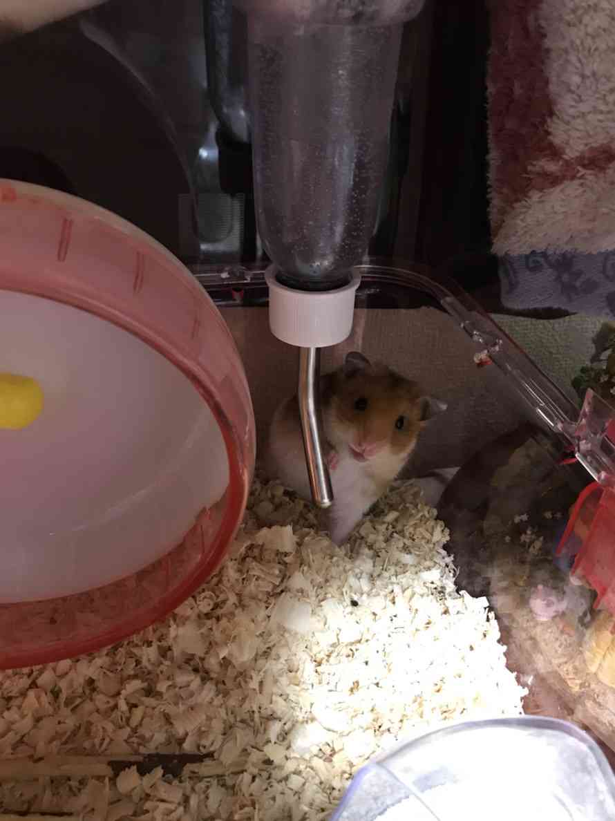 可愛い可愛いあなたのペット見せてください！！