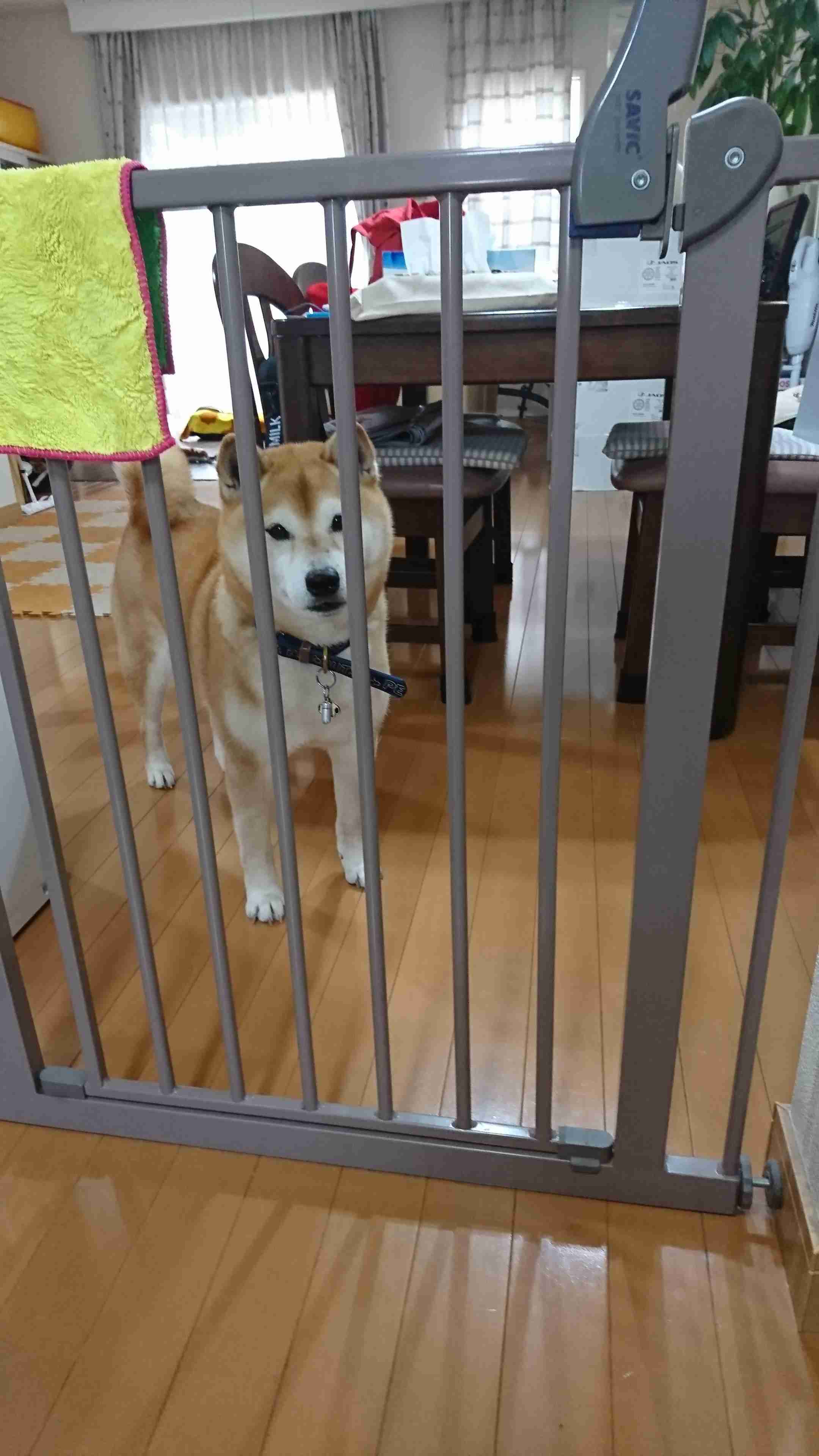 可愛い可愛いあなたのペット見せてください！！