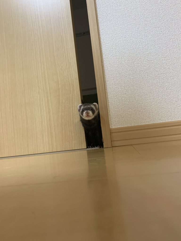 可愛い可愛いあなたのペット見せてください！！