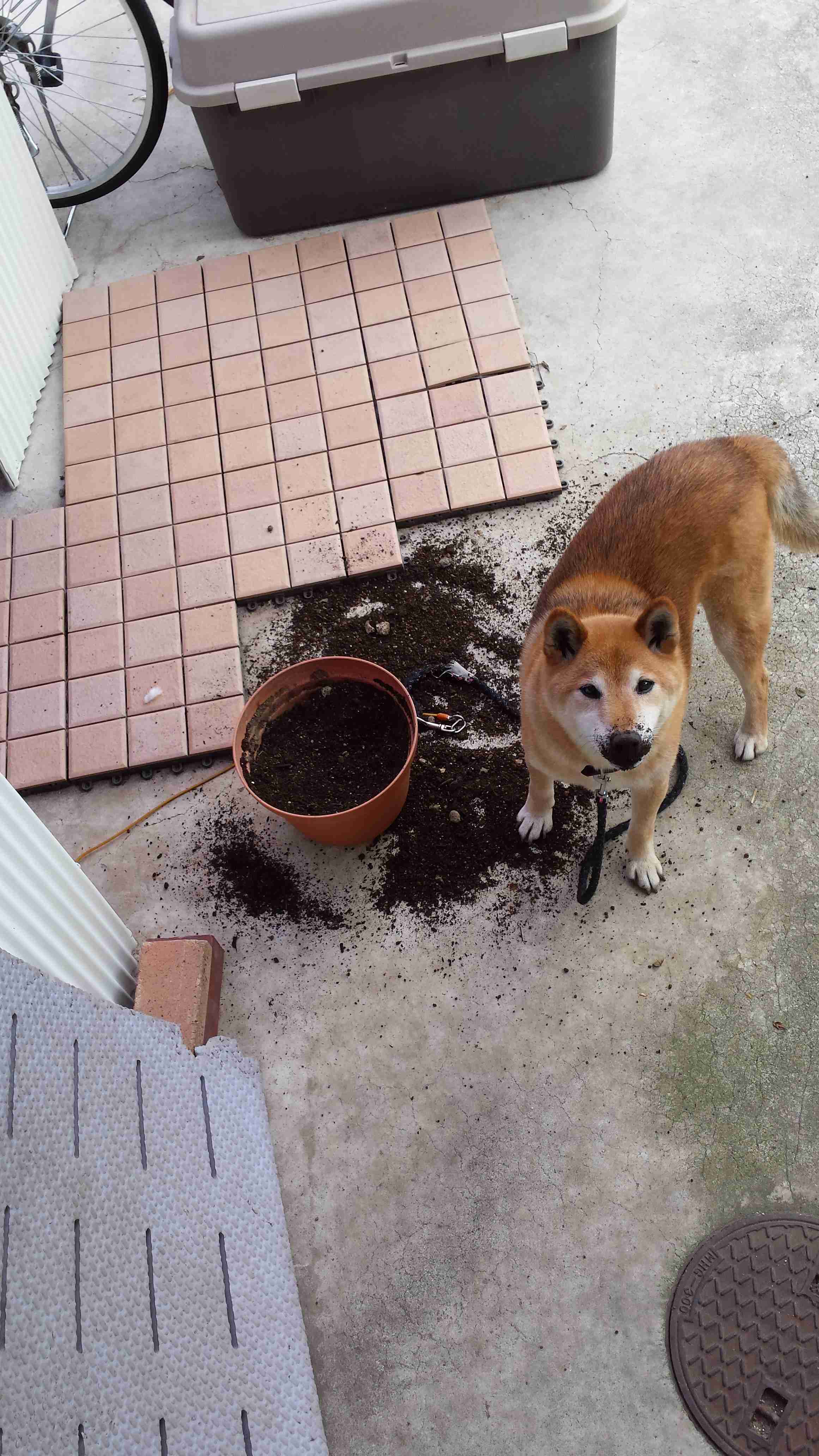 可愛い可愛いあなたのペット見せてください！！