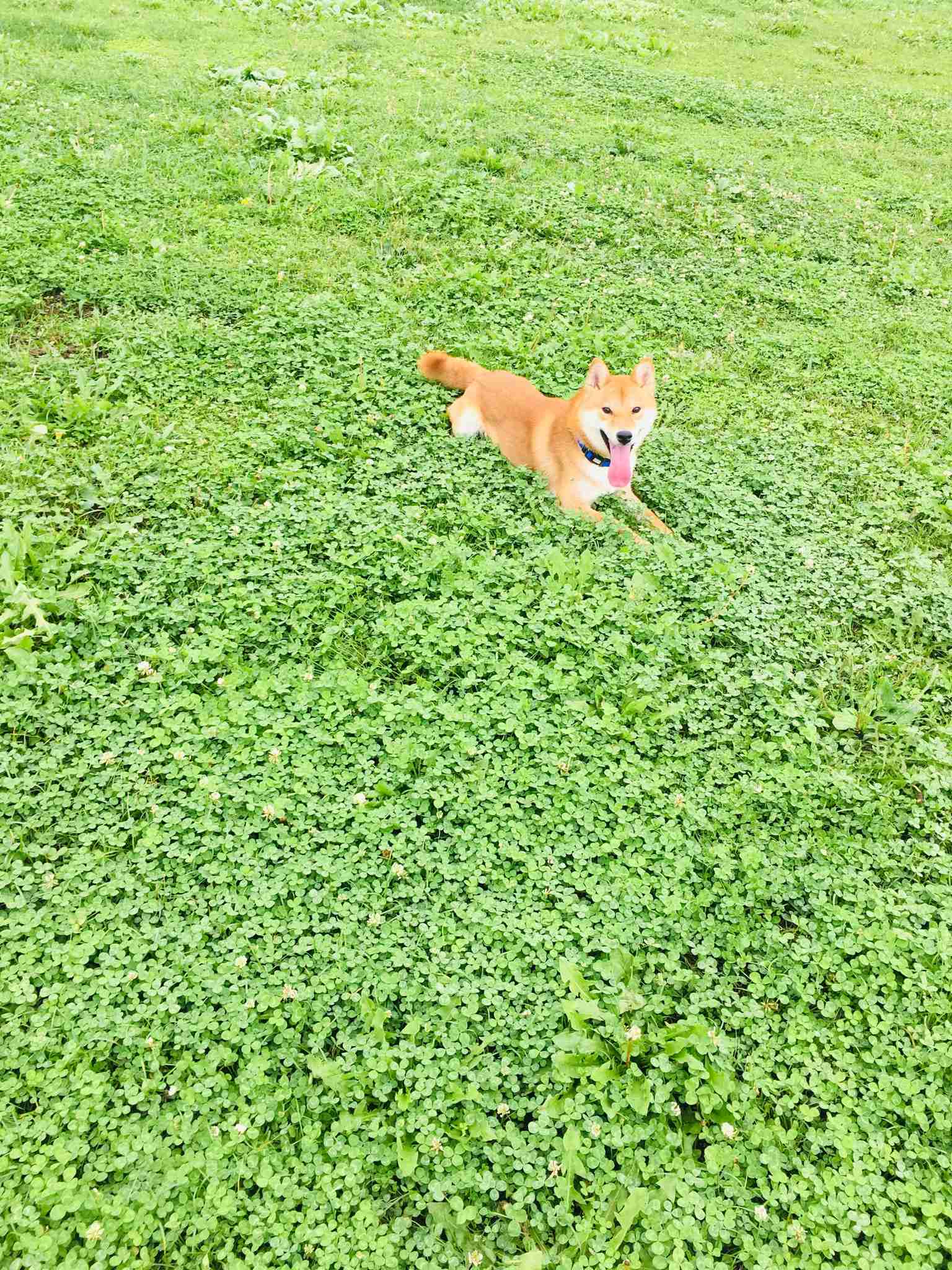 可愛い可愛いあなたのペット見せてください！！