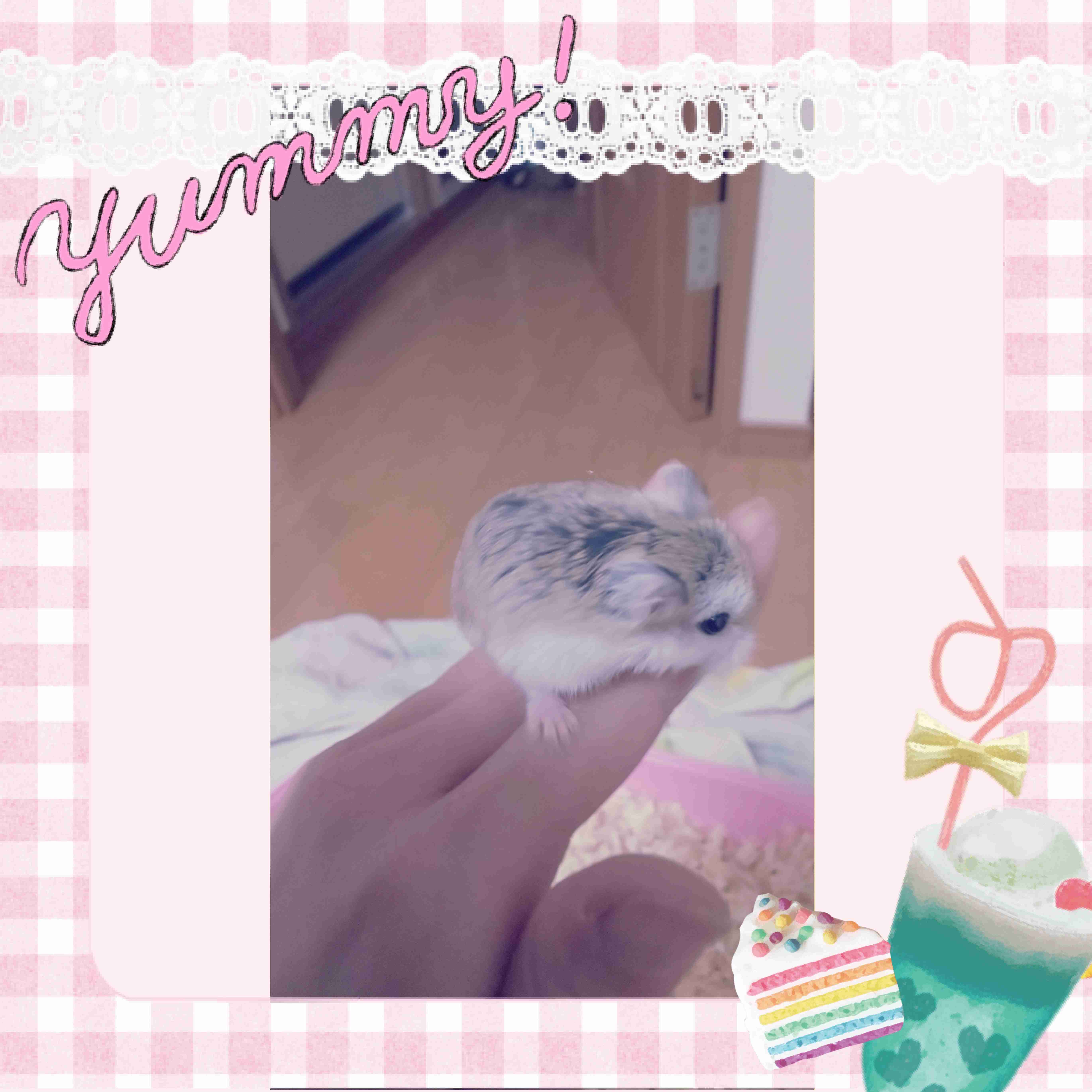 可愛い可愛いあなたのペット見せてください！！