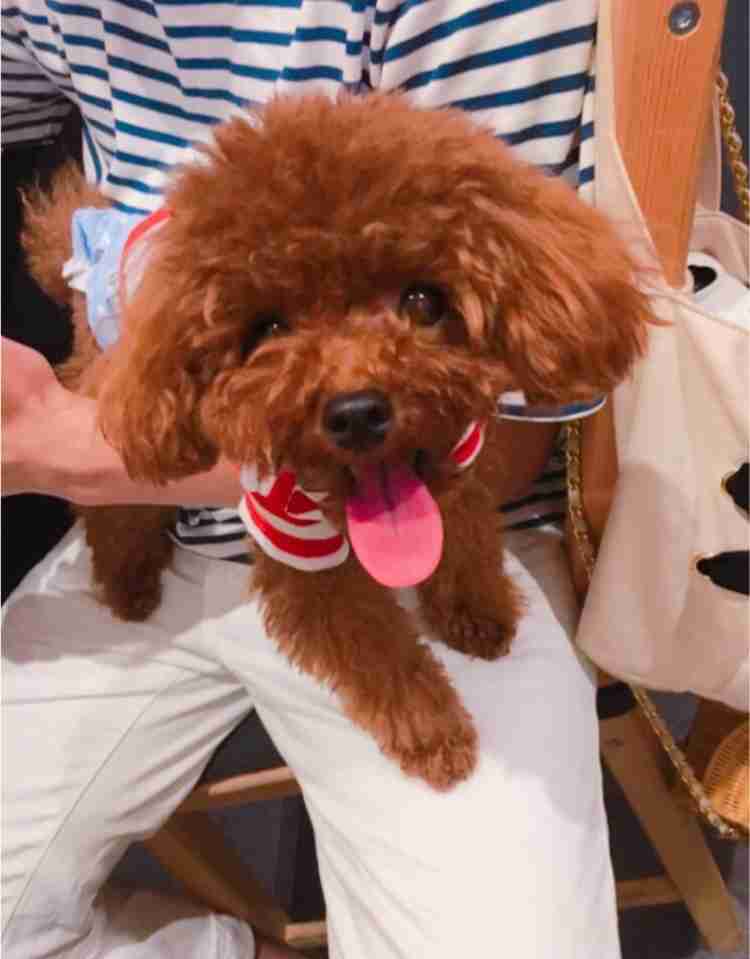 可愛い可愛いあなたのペット見せてください！！
