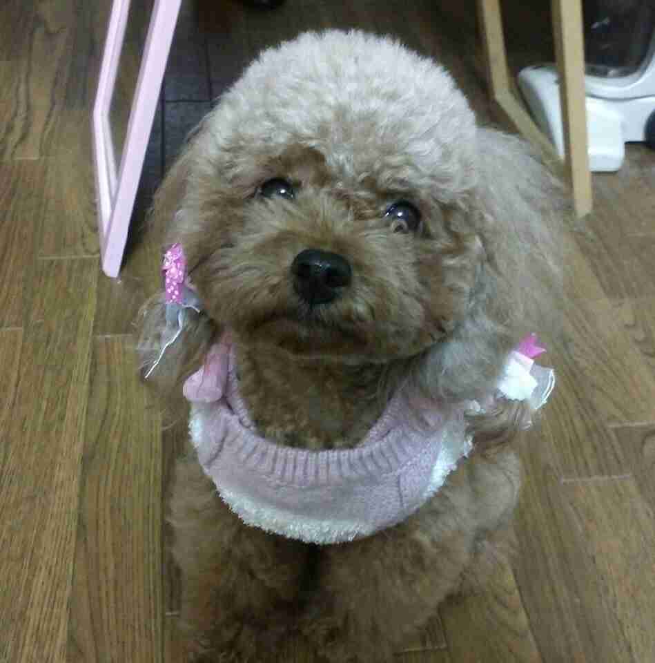 可愛い可愛いあなたのペット見せてください！！