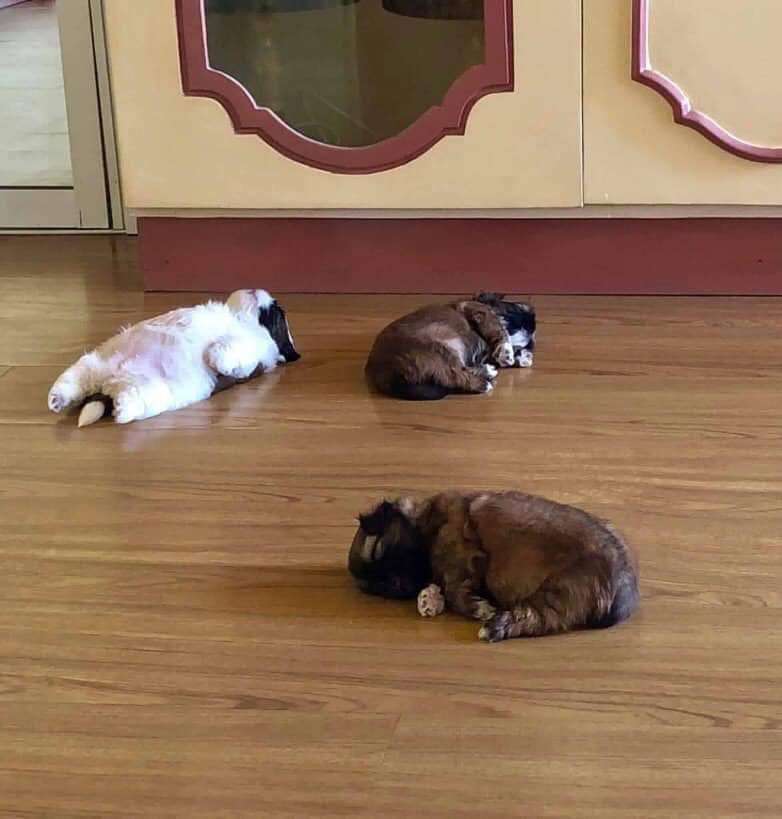 可愛い可愛いあなたのペット見せてください！！