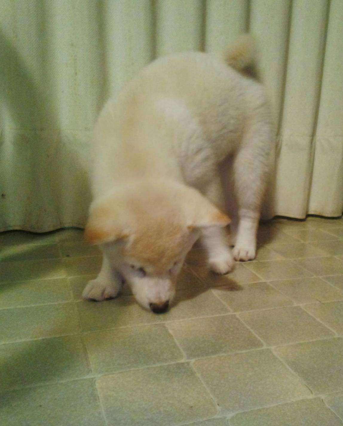 可愛い可愛いあなたのペット見せてください！！