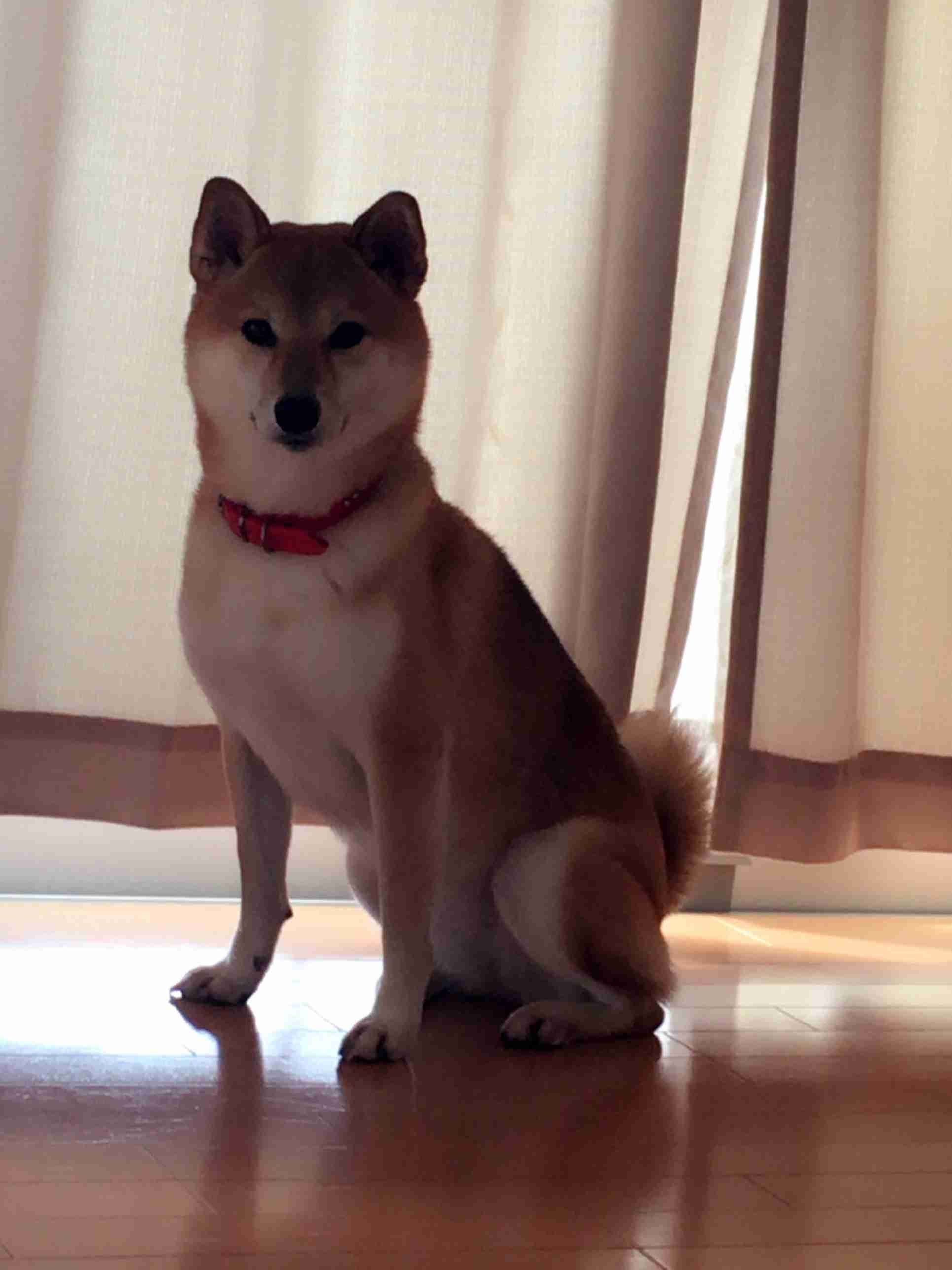 可愛い可愛いあなたのペット見せてください！！