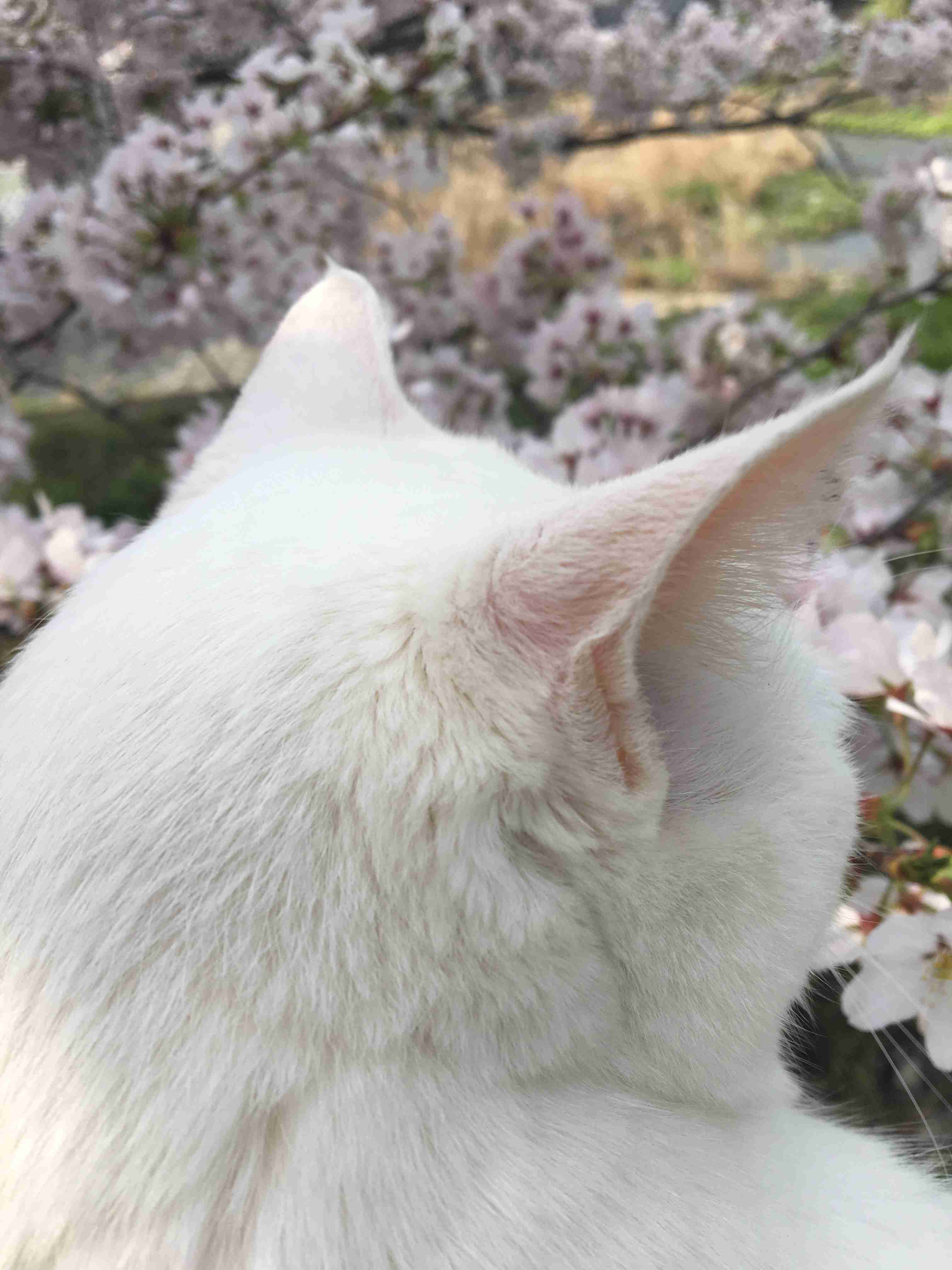可愛い可愛いあなたのペット見せてください！！