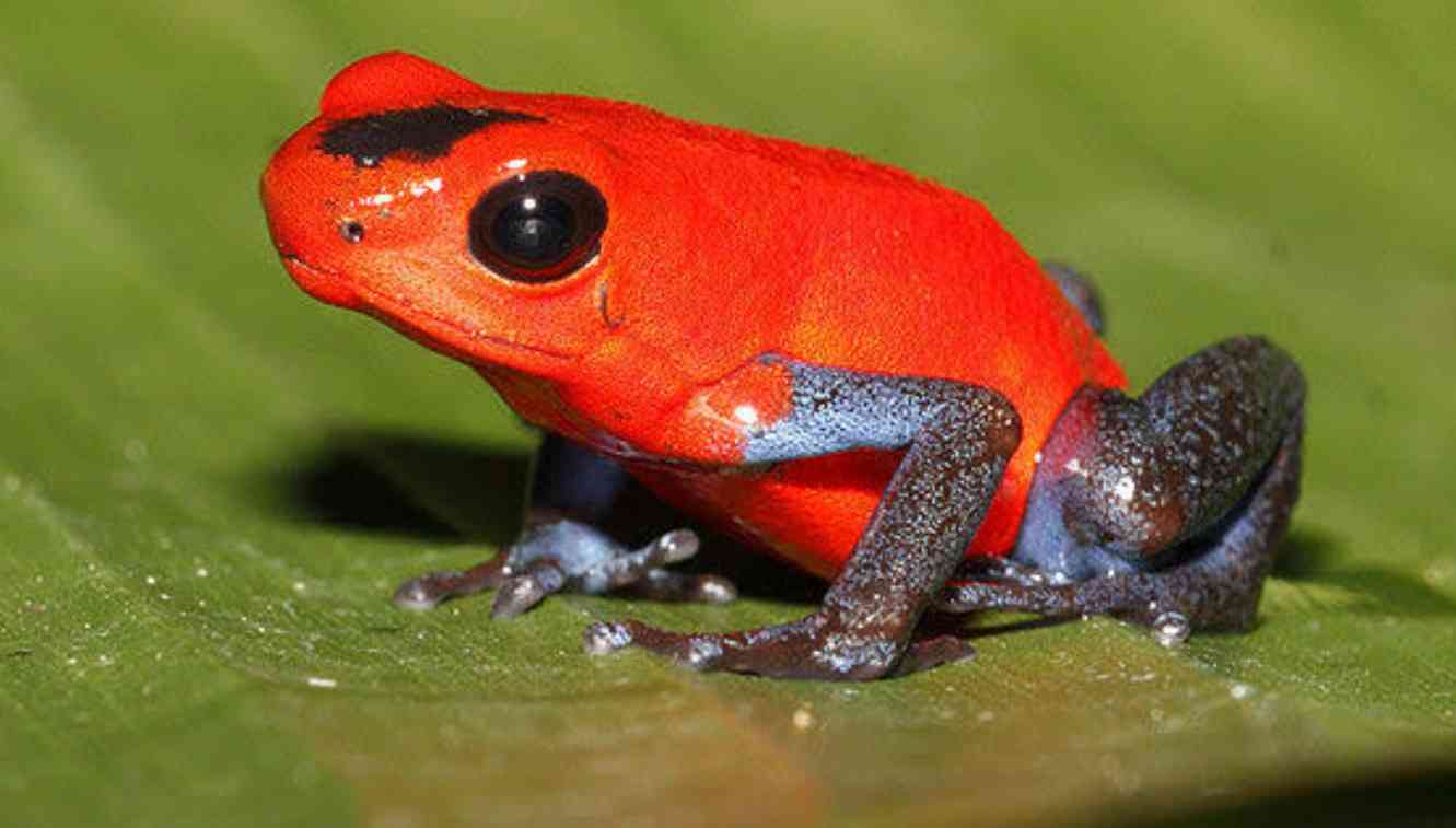 危険生物「赤いクワガタ」要注意　生息域が拡大、体液でかぶれ