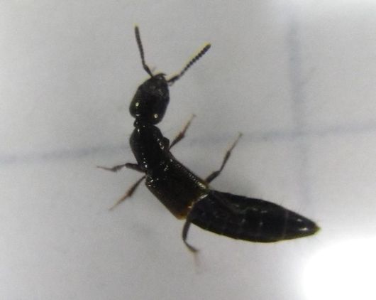 危険生物「赤いクワガタ」要注意　生息域が拡大、体液でかぶれ