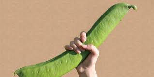野菜の豆知識を発表し合う