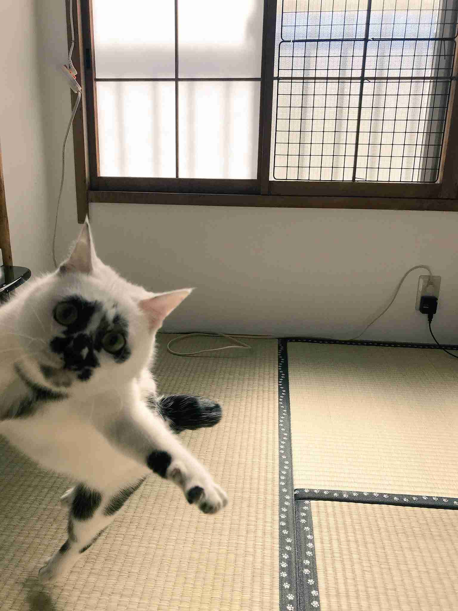 ガルちゃんに貼り付けようとして保存している画像を貼るトピ