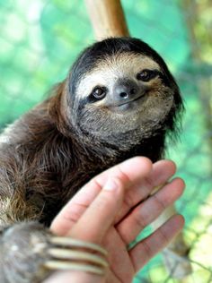 ガルちゃんに貼り付けようとして保存している画像を貼るトピ