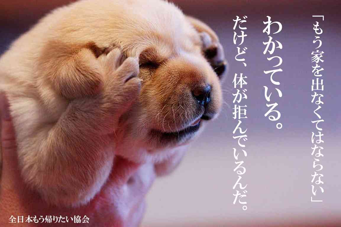 ガルちゃんに貼り付けようとして保存している画像を貼るトピ