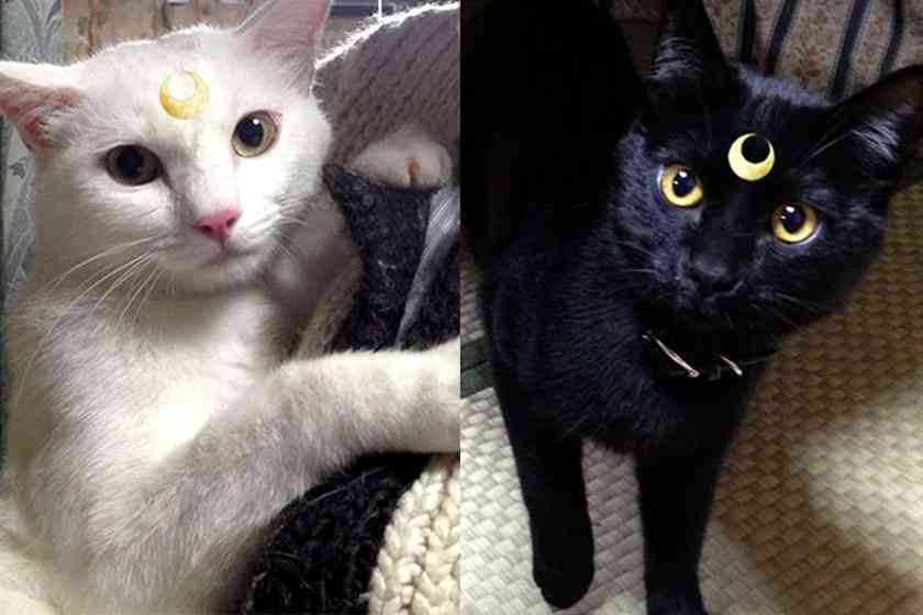 ガルちゃんに貼り付けようとして保存している画像を貼るトピ