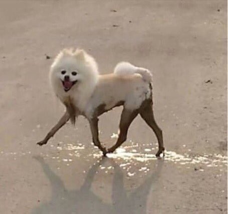 ガルちゃんに貼り付けようとして保存している画像を貼るトピ