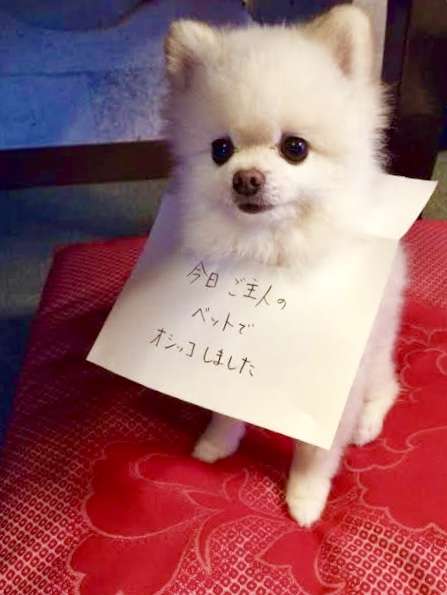 子どもがやんちゃなのはしつけのせいか