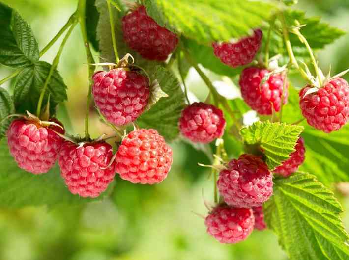 邦画のラズベリー賞は？