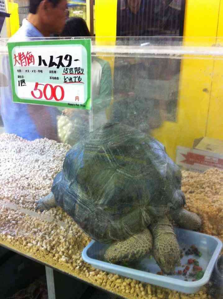 なんか変だと思った画像を貼ってみるトピ