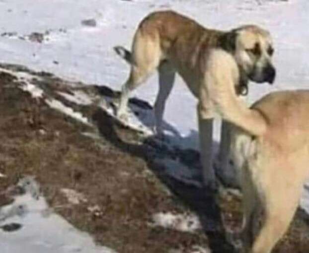 なんか変だと思った画像を貼ってみるトピ