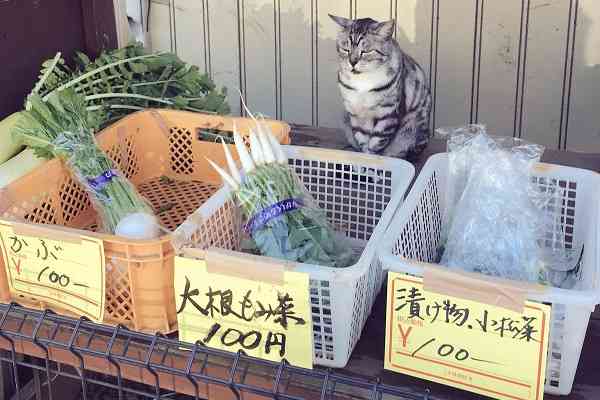 扶養内でパートしてる人